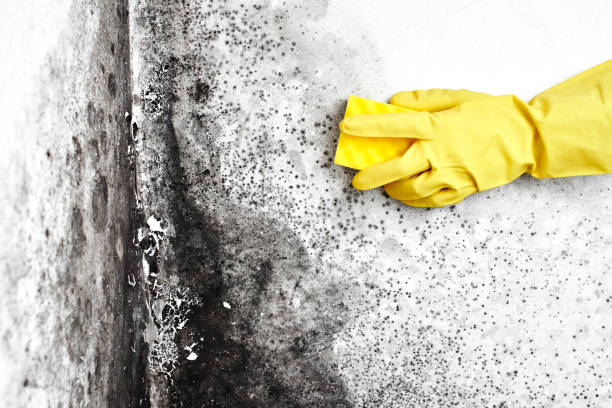 Best Black Mold Removal  in Gonzales, TX