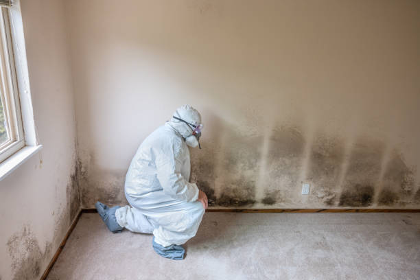 Best Mold Removal Process  in Gonzales, TX