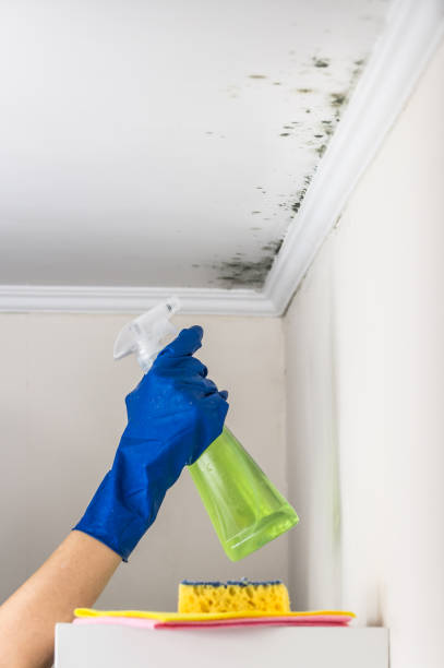 Professional Mold Removal in Gonzales, TX