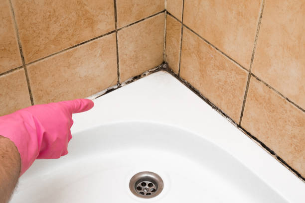 Mold Removal Process in Gonzales, TX