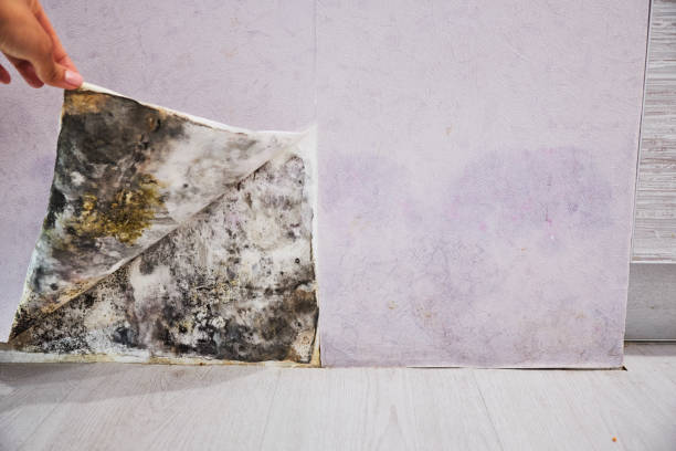 Best Residential Mold Removal  in Gonzales, TX